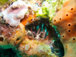 Slate Pencil Urchin IMG 6365